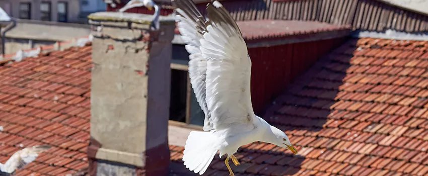 Residential Chimney Animal Removal Solution in Vaughan, ON